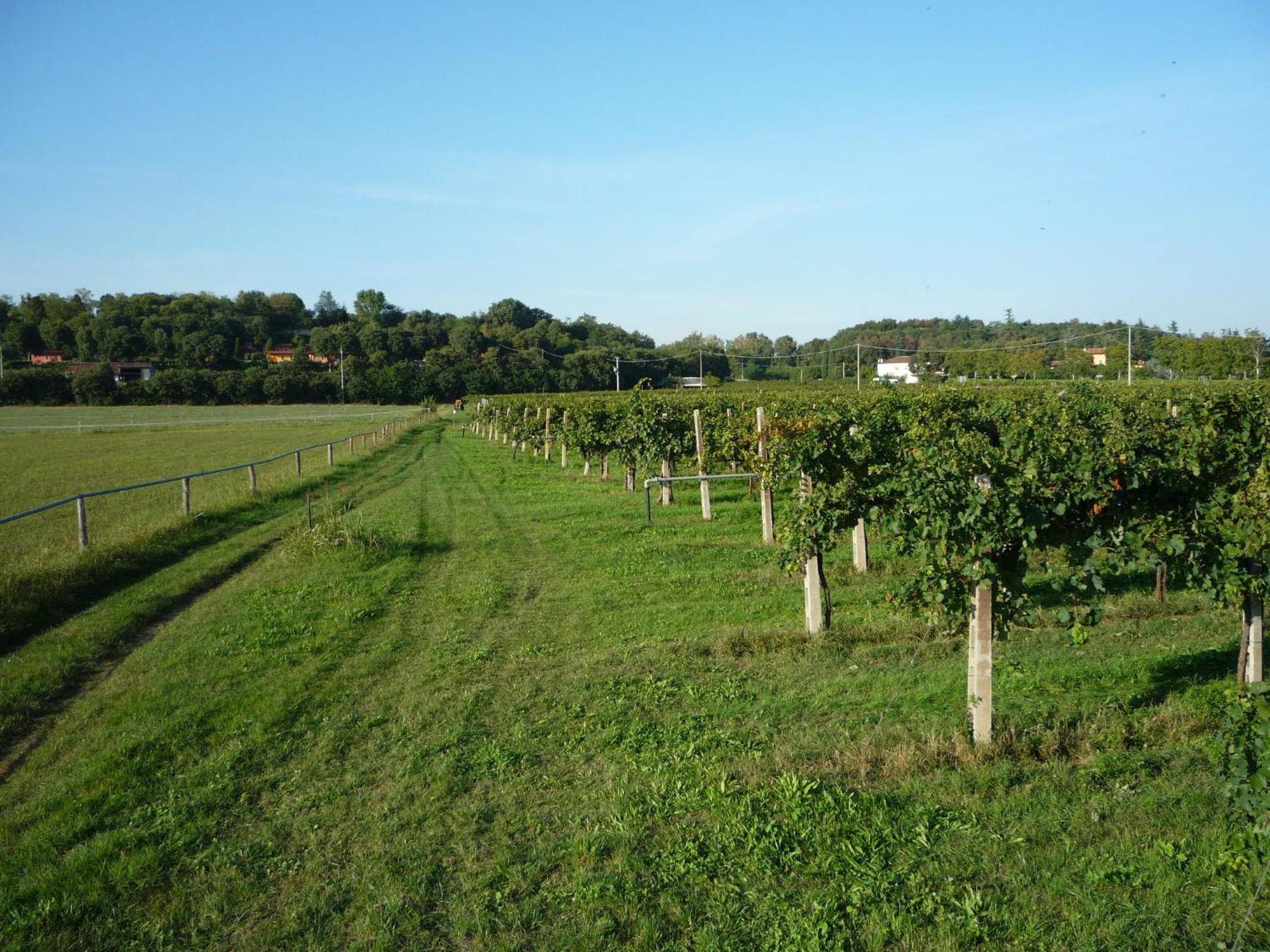 Agriturismo Lupo Bianco มอนซามบาโน ภายนอก รูปภาพ